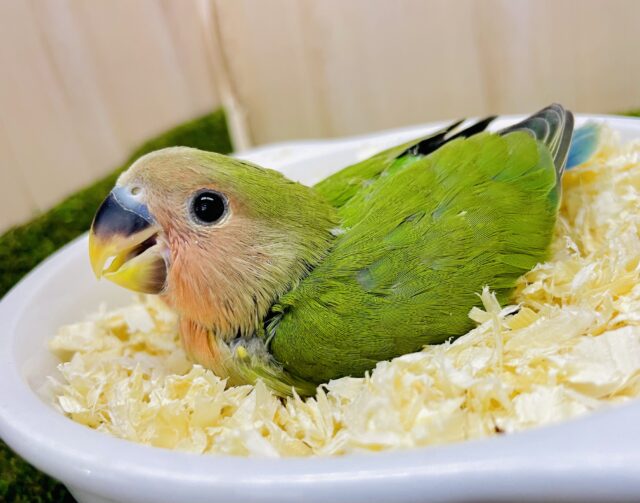 ⭐️アイドルコザたんここに居ます⭐️ コザクラインコ　ノーマル