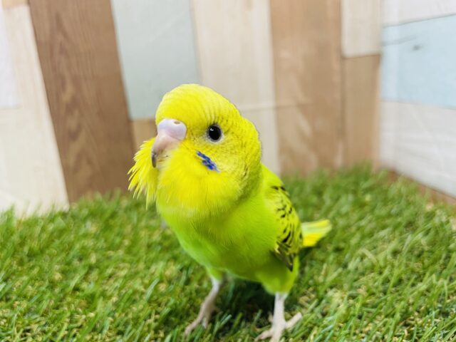 最新画像あります☆セキセイインコと言えばこのカラーですよね！！元気いっぱいのオパーリン☆