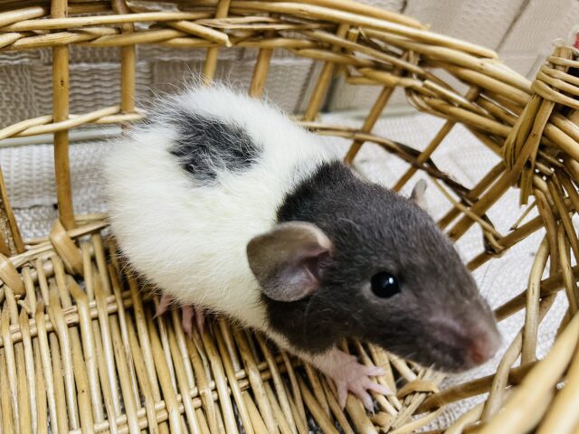 まん丸おめめがキュートなコ！ファンシーラットの男の子！