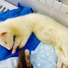 レアカラー✨寝ている姿にもどっぷり魅了しちゃう💓　マーシャルフェレット　プラチナ　男の子