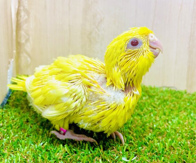 太陽サンサン☀️ひまわり🌻のように〜おっきくなるもん！　サザナミインコ　ルチノー