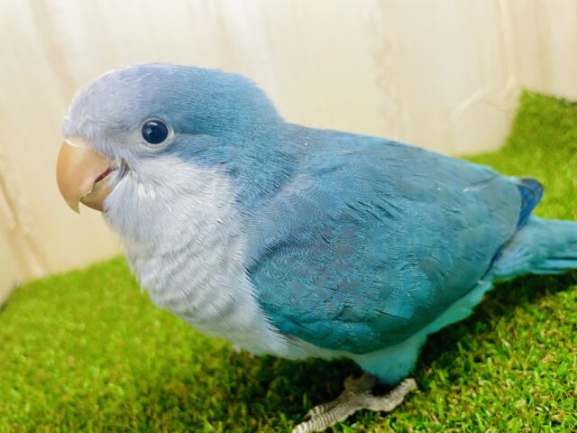 最新画像になりますよ⭐️スウィートモーション→キュートにね💓　オキナインコ　ブルー