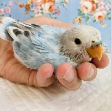 眩いブルーに一目惚れ💙 ⁾⁾手乗りコザクラインコ(ブルーオパーリン)