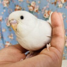 最新画像🌟ホワイト×ブルーの大人気カラー💠手乗りセキセイインコ(パイド)🪶✨