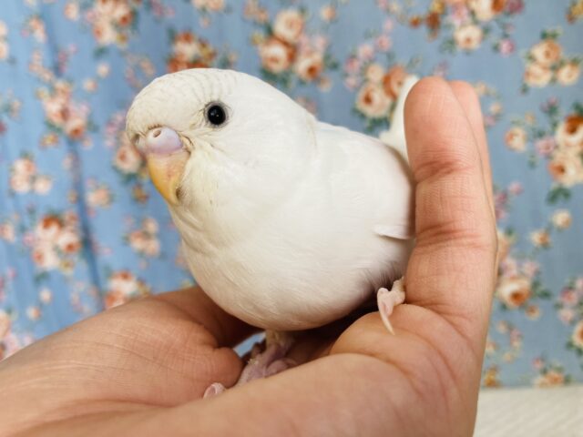 最新画像🌟ホワイト×ブルーの大人気カラー💠手乗りセキセイインコ(パイド)🪶✨
