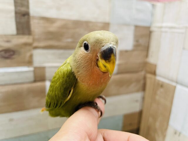 最新画像あります☆ヒナ餌卒業‼️表情があざと可愛い♡落ち着きのある抹茶カラーのコザクラインコ（オリーブオパーリン）