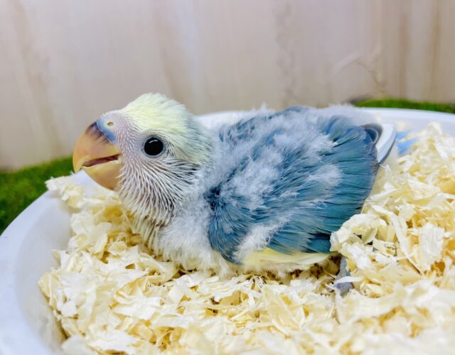 どうみても好きになっちゃうでしょ！💓　コザクラインコ　ブルーチェリーパイド