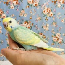 最新画像🌟明るくかわいい色合い❤︎手乗りセキセイインコ(レインボー)