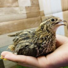 ぴょんぴょん飛びます！！元気いっぱいなウズラ女の子♡