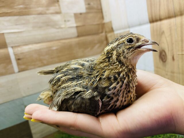 ぴょんぴょん飛びます！！元気いっぱいなウズラ女の子♡