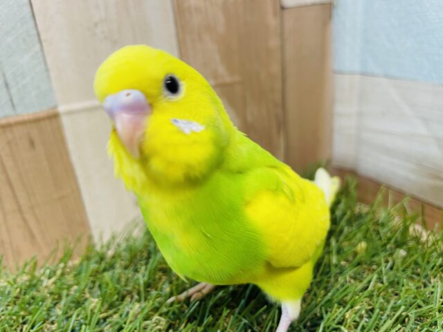 最新画像あります☆いるだけで明るくなるんです！イエロー×グリーンの素敵なセキセイインコ💫