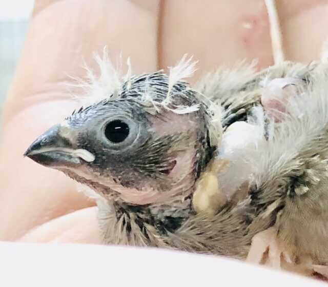 ウブウブキンちゃん　キンカチョウ　R５　７／１３撮影