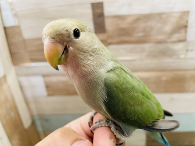 最新画像・動画あります☆どんどん馴れてくれそうなコです☆コザクラインコのアクアバイオレット！