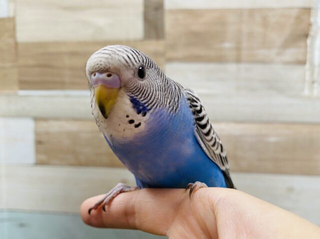 最新画像あります☆並カラーが逆に珍しい？？セキセイインコの並カラー！