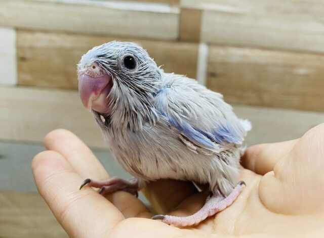 小さな怪獣到来！！濃いブルーが素敵なマメルリハインコ男の子☆