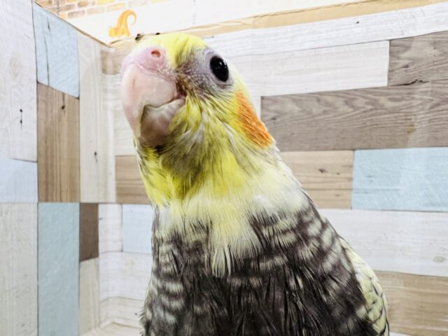 ぷりぷり〜☆キラキラ宝石の様なオカメインコ☆