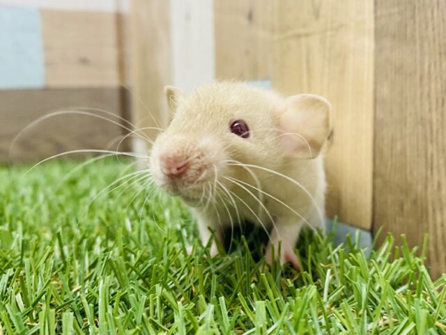 ふわっと淡いカラーが人気なんです♪ベージュ×ホワイトのファンシーラット男の子🐭