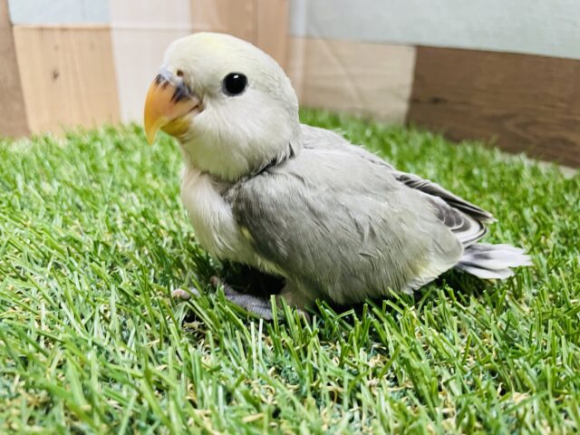 最新画像あります☆どんなお色になるのか楽しみなコ！！コザクラインコのモーブパイド！