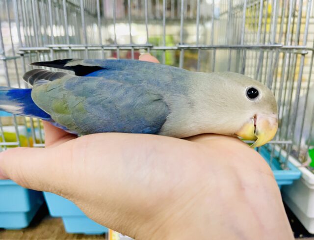 〜お散歩編〜コザクラの日常🦜最新画像になりますよ⭐️✨イチオシ✨セレクトコザクラさんです❣️ コザクラインコ　アクアバイオレット