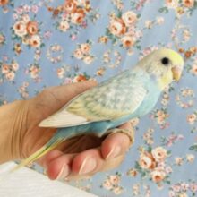 激かわスカイブルー❤︎手乗りセキセイインコ(オパーリンスパングル)