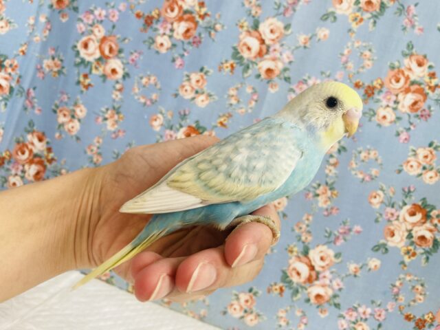 激かわスカイブルー❤︎手乗りセキセイインコ(オパーリンスパングル)