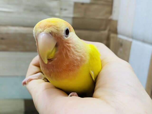 最新画像あります☆ヒナ餌卒業‼️イエローとレッドの明るさ全開のコ！コザクラインコのルチノーオパーリン！