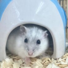 どこでも興味津々！✨️ パールホワイトハムスター🤍女の子🤍2023年 4月生まれ