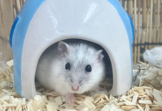 どこでも興味津々！✨️ パールホワイトハムスター🤍女の子🤍2023年 4月生まれ