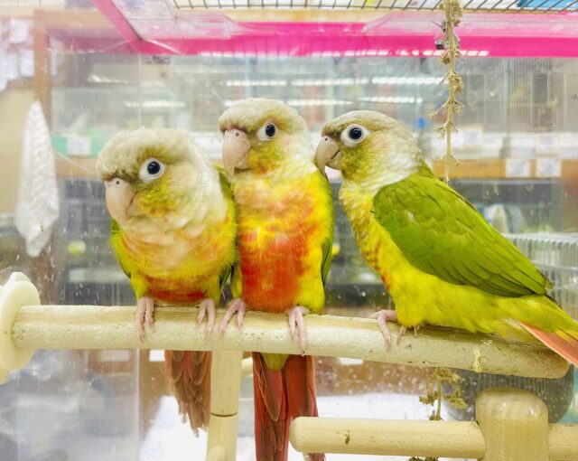 ⭐️新松戸店⭐️限定🌟ぱいなぽー！ウロコインコフェア🦜