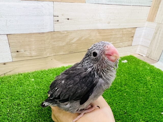 カッコ可愛い♡マメルリハのブラックモーブ！男の子〜