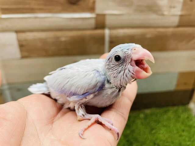 最新画像あります☆人気の高いカラーです！淡いブルーのマメルリハインコ（アメリカンホワイト）☆
