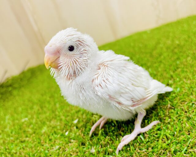 ワクワク❣️ポン❗️ポン❗️飛び出すよー☁️ セキセイインコ　ダブルファクター