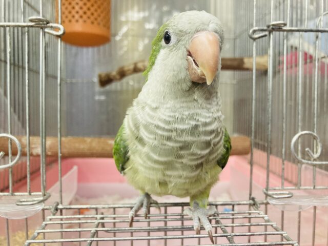 最新画像🌟カゴデビューしました🫧深緑💚手乗りオキナインコ(グリーン)🌵✨