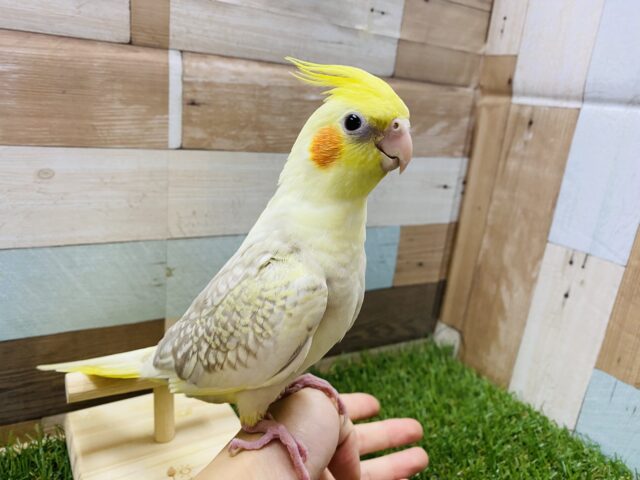 全体的に淡いカラーの仔です！オレンジほっぺの可愛らしいオカメインコ（シナモンパール）
