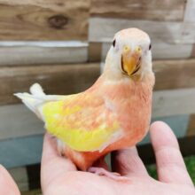 最新画像あります☆ピンクとイエローが可愛いですよね💛パッと目を引くカラーのアキクサインコ（ルビノー）
