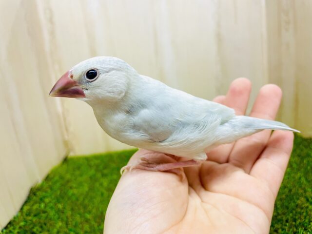 あと1羽❣️さし餌2回！最新画像になりますよ⭐️向かい風受けて強くなるよ🫶　シルバー文鳥