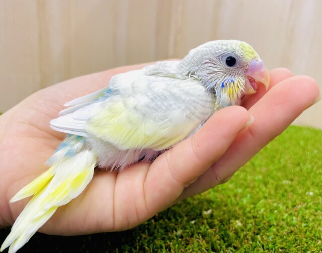 ドキドキ❣️ドン❗️ドン❗️前のめりー🌈　セキセイインコ　パステルレインボースパングルパイド
