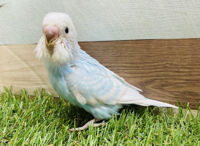 この時期にピッタリ！！爽やかなカラーのセキセイインコ（スパングル）☆