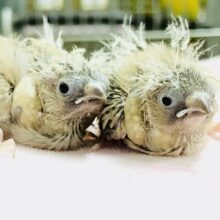 淡～いカラーが魅力です　キンカチョウ　R５　７／１３撮影