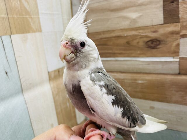 最新画像あります♪ヒナ餌卒業‼️カッコいいカラーのオカメインコ☆ホワイトフェイスパイド