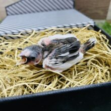 ちょこんと感が可愛らしいヒナさん！十姉妹②