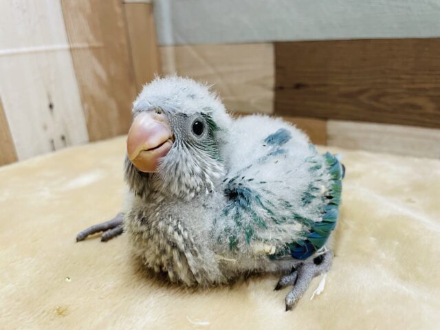 わたわたなチョー可愛いヒナさんです！！オキナインコのアクアブルー！