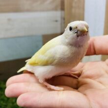 最新画像有り！サンサン☀️イエローの可愛いコ！！コキンチョウのイエロー！