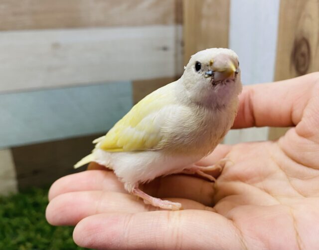 最新画像有り！サンサン☀️イエローの可愛いコ！！コキンチョウのイエロー！