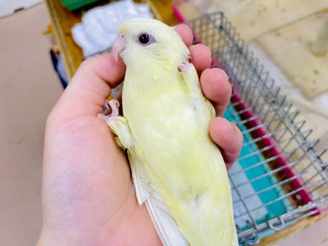 最新画像になりますよ‼️クリーミーなマイペースさん？　サザナミインコ　クリームルチノー