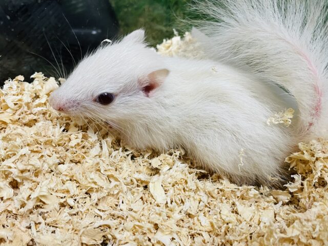 白い体に縞模様が可愛らしいレアな子☆ホワイトシマリスの女の子！