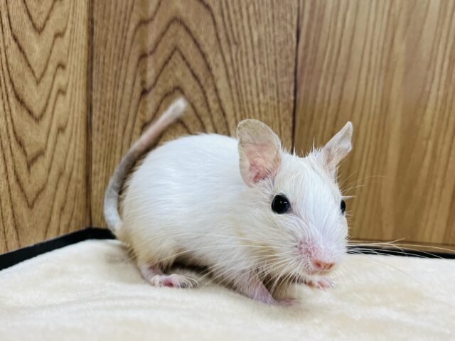 回し車ダイスキ！！！デグー(サンドパイド)男の子