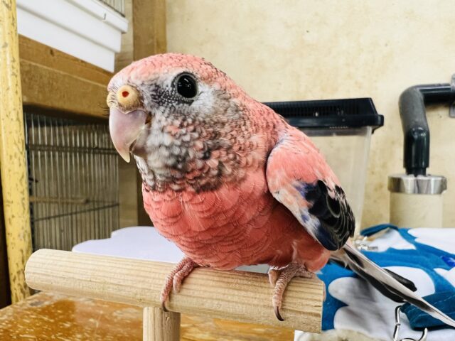 画像更新☆積極的〜♪コロンっとしたアキクサインコ☆