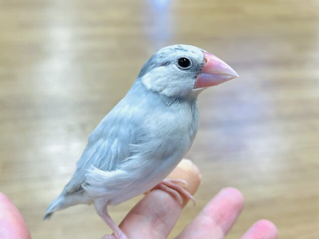 手の上が大好き♡シルバー文鳥(ひとり餌・カゴデビュー済)