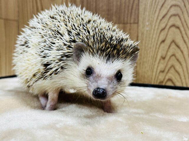 触れ合いOK◎元気いっぱい✨️ハリネズミ(パイド)女の子